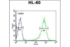 RGS1 Antibody (N-term) (ABIN652704 and ABIN2842468) flow cytometric analysis of HL-60 cells (right histogram) compared to a negative control cell (left histogram). (RGS1 抗体  (N-Term))