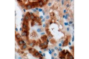 Immunohistochemical analysis of MOCS3 staining in mouse kidney formalin fixed paraffin embedded tissue section. (MOCS3 抗体)