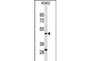 DHODH Antibody (Center) (ABIN1881259 and ABIN2838399) western blot analysis in K562 cell line lysates (35 μg/lane). (DHODH 抗体  (AA 166-194))