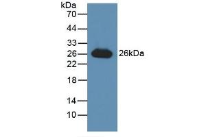 Detection of Recombinant GSTa3, Human using Polyclonal Antibody to Glutathione S Transferase Alpha 3 (GSTa3) (GSTA3 抗体  (AA 1-222))