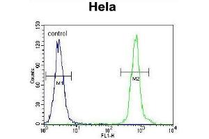 ZNF384 Antibody (C-term) flow cytometric analysis of Hela cells (right histogram) compared to a negative control cell (left histogram). (ZNF384 抗体  (C-Term))