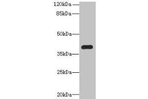 Western blot All lanes: PNMA1 antibody at 4 μg/mL + Mouse brain tissue Secondary Goat polyclonal to rabbit IgG at 1/10000 dilution Predicted band size: 40 kDa Observed band size: 40 kDa (PNMA1 抗体  (AA 151-353))
