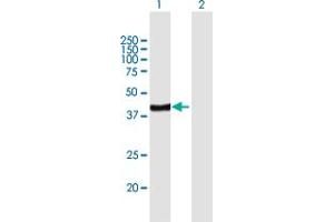 Western Blot analysis of ARFIP2 expression in transfected 293T cell line by ARFIP2 MaxPab polyclonal antibody. (ARFIP2 抗体  (AA 1-341))