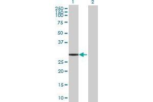Lane 1: FAM108B1 transfected lysate ( 31. (C9orf77 293T Cell Transient Overexpression Lysate(Denatured))
