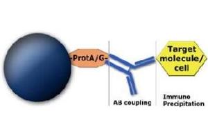 Image no. 1 for MagSi-protein A 1.0 beads (ABIN1721075) (MagSi-protein A 1.0 beads)