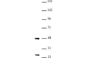UTF1 antibody (pAb) tested by Western blot Nuclear extract of mouse ES cells (20 μg) probed with UTF1 antibody (1:1,000). (UTF1 抗体  (N-Term))