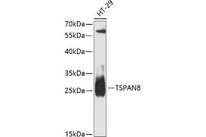 Western blot analysis of extracts of HT-29 cells, using TSP antibody (ABIN6128851, ABIN6149644, ABIN6149646 and ABIN6217203) at 1:3000 dilution. (Tspan-8 抗体  (AA 110-200))