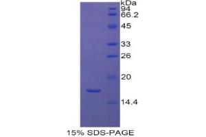 SDS-PAGE analysis of Human Histone Cluster 2, H3a Protein. (HIST2H3A 蛋白)