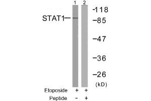 Image no. 2 for anti-Signal Transducer and Activator of Transcription 1, 91kDa (STAT1) (Ser727) antibody (ABIN197393) (STAT1 抗体  (Ser727))