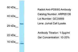 Western Blotting (WB) image for anti-phosphodiesterase 6G, CGMP-Specific, Rod, gamma (PDE6G) (N-Term) antibody (ABIN2790053) (PDE6G 抗体  (N-Term))