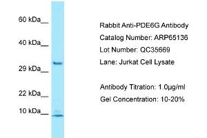 Western Blotting (WB) image for anti-phosphodiesterase 6G, CGMP-Specific, Rod, gamma (PDE6G) (N-Term) antibody (ABIN2790053)