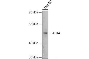 Western blot analysis of extracts of HepG2 cells using ALX4 Polyclonal Antibody at dilution of 1:3000. (ALX4 抗体)