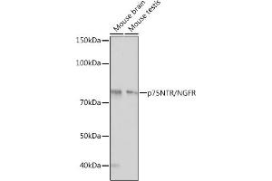 Western blot analysis of extracts of various cell lines, using p75NTR/NGFR antibody (ABIN7268850) at 1:1000 dilution. (NGFR 抗体)