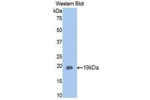 Western Blotting (WB) image for anti-Adiponectin (ADIPOQ) (AA 111-244) antibody (ABIN1173289) (ADIPOQ 抗体  (AA 111-244))