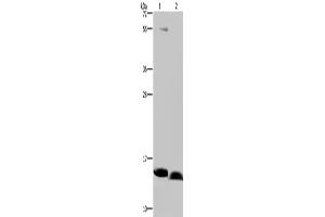 Western Blotting (WB) image for anti-NADH Dehydrogenase (Ubiquinone) 1 alpha Subcomplex, 5, 13kDa (NDUFA5) antibody (ABIN2430515) (NDUFA5 抗体)