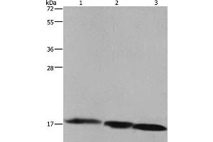 Western Blot analysis of Raji cell, Mouse liver and heart tissue using FIS1 Polyclonal Antibody at dilution of 1:500 (Fission 1 抗体)