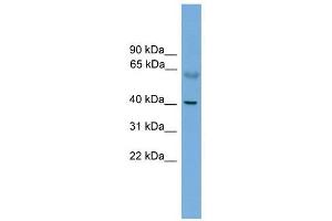 PRKACA antibody used at 1 ug/ml to detect target protein. (PRKACA 抗体  (N-Term))
