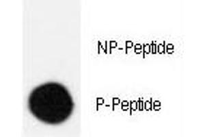 Dot blot analysis of phospho-CRK antibody. (Crk 抗体  (pSer41))