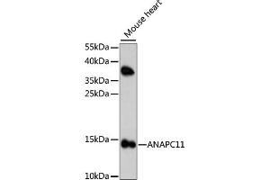 Western blot analysis of extracts of mouse heart, using ANAPC11 antibody. (ANAPC11 抗体)