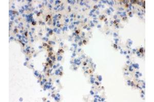 IHC testing of frozen mouse lung tissue with Lipocalin 2 antibody. (Lipocalin 2 抗体  (AA 21-200))