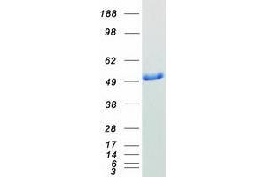 Western Blotting (WB) image for Protein Disulfide Isomerase Family A, Member 6 (PDIA6) protein (Myc-DYKDDDDK Tag) (ABIN2728569)