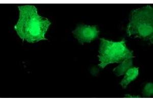 Anti-AKT1 mouse monoclonal antibody (ABIN2455511) immunofluorescent staining of COS7 cells transiently transfected by pCMV6-ENTRY AKT1 (RC220257). (AKT1 抗体)