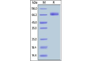SDS-PAGE (SDS) image for Inducible T-Cell Co-Stimulator Ligand (ICOSLG) (AA 19-258) (Active) protein (Fc Tag) (ABIN6809944)