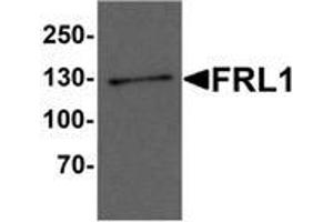Western blot analysis of FRL1 in EL4 cell lysate with FRL1 Antibody  at 1 μg/ml.