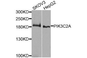Western blot analysis of extracts of various cell lines, using PIK3C2A antibody (ABIN5995585) at 1/1000 dilution. (PIK3C2A 抗体)