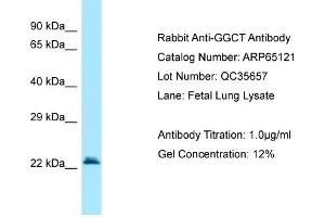 Western Blotting (WB) image for anti-gamma-Glutamylcyclotransferase (GGCT) (C-Term) antibody (ABIN2790049) (GGCT 抗体  (C-Term))