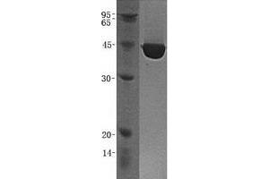 Western Blotting (WB) image for Carboxypeptidase B1 (Tissue) (CPB1) protein (GST tag) (ABIN2713151)