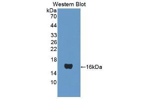 Western Blotting (WB) image for anti-ATP Synthase, H+ Transporting, Mitochondrial F0 Complex, Subunit F6 (ATP5J) (AA 1-108) antibody (ABIN1867192)