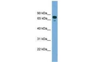 Image no. 1 for anti-Zinc Finger Protein 599 (ZNF599) (N-Term) antibody (ABIN6744878)