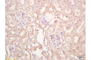 Formalin-fixed and paraffin embedded mouse kidney labeled with Rabbit Anti Renalase Polyclonal Antibody, Unconjugated (ABIN872790) at 1:200 followed by conjugation to the secondary antibody and DAB staining (RNLS 抗体  (AA 201-300))