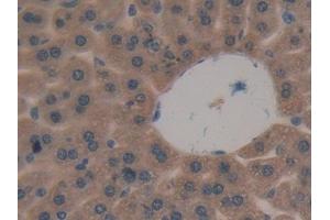 Detection of DKK3 in Mouse Liver Tissue using Polyclonal Antibody to Dickkopf Related Protein 3 (DKK3) (DKK3 抗体  (AA 23-349))