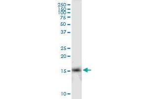 IFITM2 MaxPab polyclonal antibody. (IFITM2 抗体  (AA 1-132))