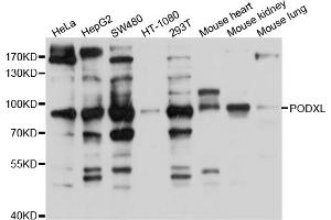 Western blot analysis of extracts of various cell lines, using PODXL antibody (ABIN4904807) at 1:1000 dilution. (PODXL 抗体)