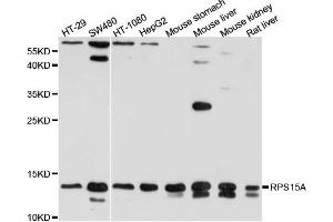 Western blot analysis of extract of various cells, using RPS15A antibody. (RPS15A 抗体)
