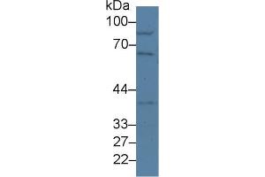 Western blot analysis of Mouse Lung lysate, using Mouse NUP50 Antibody (2 µg/ml) and HRP-conjugated Goat Anti-Rabbit antibody ( (NUP50 抗体  (AA 134-393))