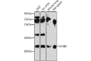 Western blot analysis of extracts of various cell lines, using SF3B5 antibody (ABIN7270546) at 1:1000 dilution. (SF3B5 抗体  (AA 1-86))