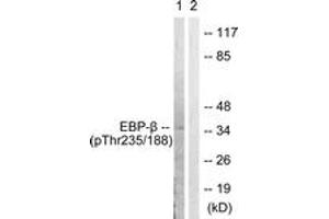 Western Blotting (WB) image for anti-CCAAT/enhancer Binding Protein (C/EBP), beta (CEBPB) (AA 201-250), (pThr235) antibody (ABIN1531213)