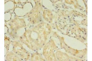Immunohistochemistry of paraffin-embedded human kidney tissue using ABIN7171830 at dilution of 1:100 (TSGA13 抗体  (AA 1-275))