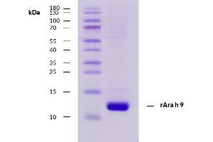 Recombinant allergen rAra h 9 purity verification. (SCP2 蛋白)