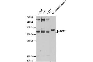 Western blot analysis of extracts of various cell lines, using TOB2 antibody (ABIN6128831, ABIN6149377, ABIN6149378 and ABIN6223057) at 1:1000 dilution. (TOB2 抗体  (AA 1-70))