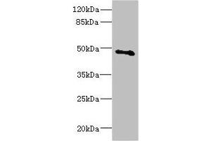 Western blot All lanes: COX10 antibody at 5. (COX1 抗体  (AA 1-160))