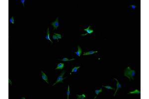 Immunofluorescence staining of U251 cells with ABIN7166560-IF at 1:100, counter-stained with DAPI. (PCDH17 抗体  (AA 18-243))