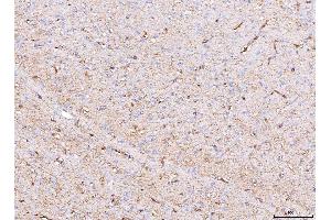 IHC analysis of Aquaporin 4/AQP4 using anti-Aquaporin 4/AQP4 antibody (ABIN7600876). (Aquaporin 4 抗体  (AA 247-323))