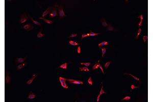 ABIN6268765 staining CACO-2 cells by IF/ICC. (SOX6 抗体  (N-Term))