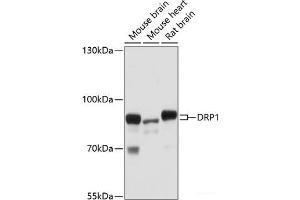Western blot analysis of extracts of various cell lines using DRP1 Polyclonal Antibody at dilution of 1:1000. (Dynamin 1-Like 抗体)