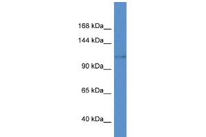 KCNH8 抗体  (C-Term)